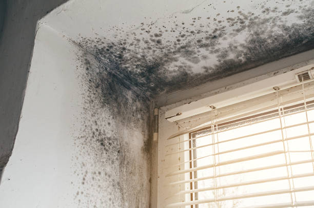 Affordable Attic Mold Removal solutions in Newfoundland, NJ